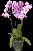 Phalaenopsis, pink