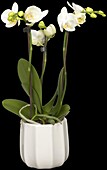 Phalaenopsis Hummingbird, white