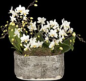 Phalaenopsis Hummingbird, white