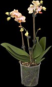 Phalaenopsis 'Kolibri'