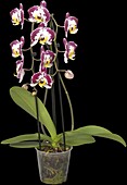 Phalaenopsis 'Compilation'