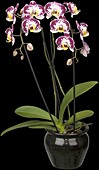 Phalaenopsis 'Compilation'