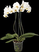 Phalaenopsis, white