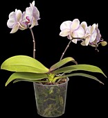 Phalaenopsis multiflora My