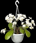 Phalaenopsis Ampel