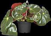 Begonia acetosa