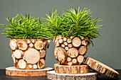 Flower pots with tree discs