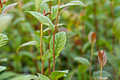 Cotoneaster bullatus