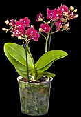 Phalaenopsis multiflora 'Yusah Swift'