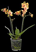 Phalaenopsis multiflora 'Grazia'