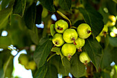 Malus x robusta 'Dolgo'