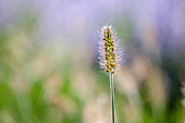 Pennisetum alopecuroides