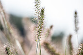 Pennisetum alopecuroides