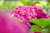 Hydrangea macrophylla, rosa