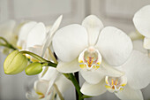 Phalaenopsis Two of Us 'Christel'