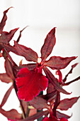 Colmanara 'Massai Red'