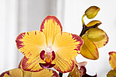 Phalaenopsis 'Papagayo'