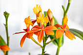 Epidendrum