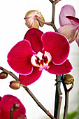 Phalaenopsis 'Debora'