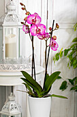 Phalaenopsis 'Melody'