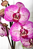 Phalaenopsis 'Melody'