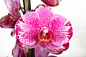 Phalaenopsis 'Potter'