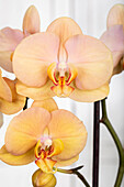 Phalaenopsis 'Karina'