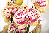 Phalaenopsis, dotted