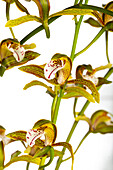 Cymbidium erythraeum