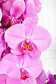 Phalaenopsis, pink