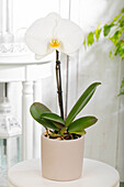 Phalaenopsis 'Singolo'®, weiß