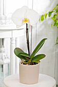 Phalaenopsis 'Singolo'®, white