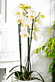 Phalaenopsis 'Dame Blanche'
