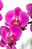 Phalaenopsis, pink