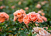 Strauchrose, apricot