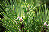 Pinus nigra 'Nana'