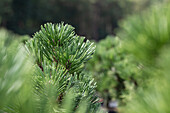 Pinus heldreichii 'Irish Bell'