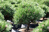 Pinus uncinata 'Heideperle'