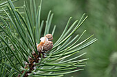 Pinus uncinata 'La Cabana'