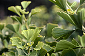 Ginkgo biloba 'Jade Butterflies'