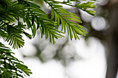 Metasequoia glyptostroboides 'Hamlet´s Broom'