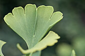 Ginkgo biloba 'Simon'