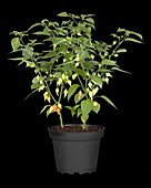 Capsicum chinense 'Drop'