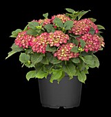 Hydrangea macrophylla, red