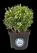 Ilex crenata 'Robustico', globe