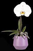 Phalaenopsis 'Singolo'®, white