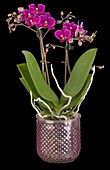 Phalaenopsis Midi, purpurrot