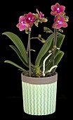Phalaenopsis Midi, purpurrot