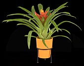 Guzmania, orange