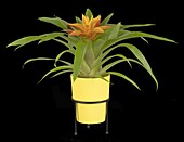 Guzmania, orange